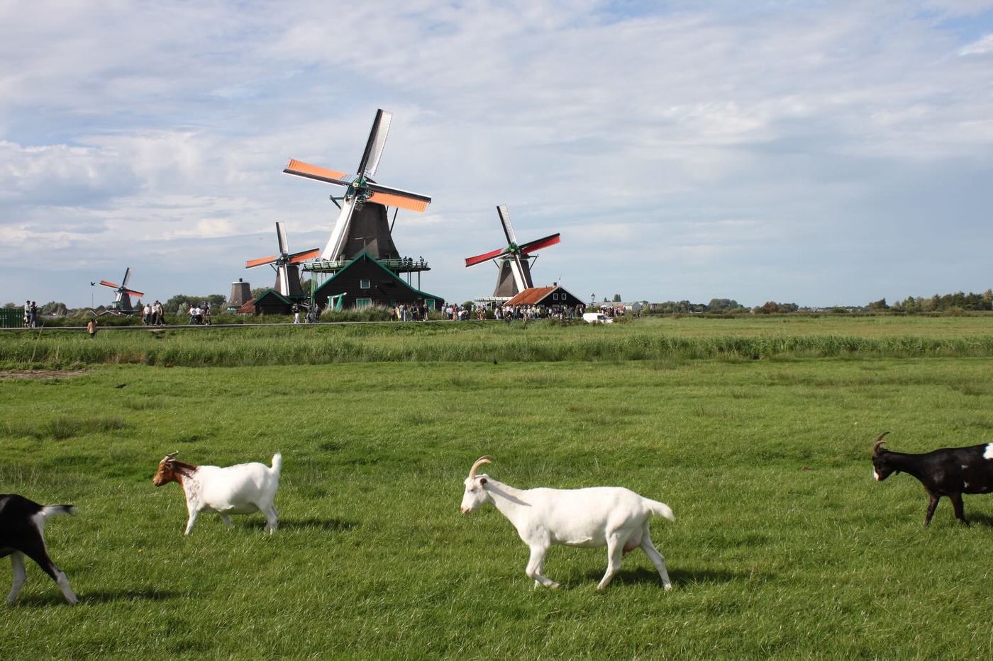 Goats grazing in front of windmills